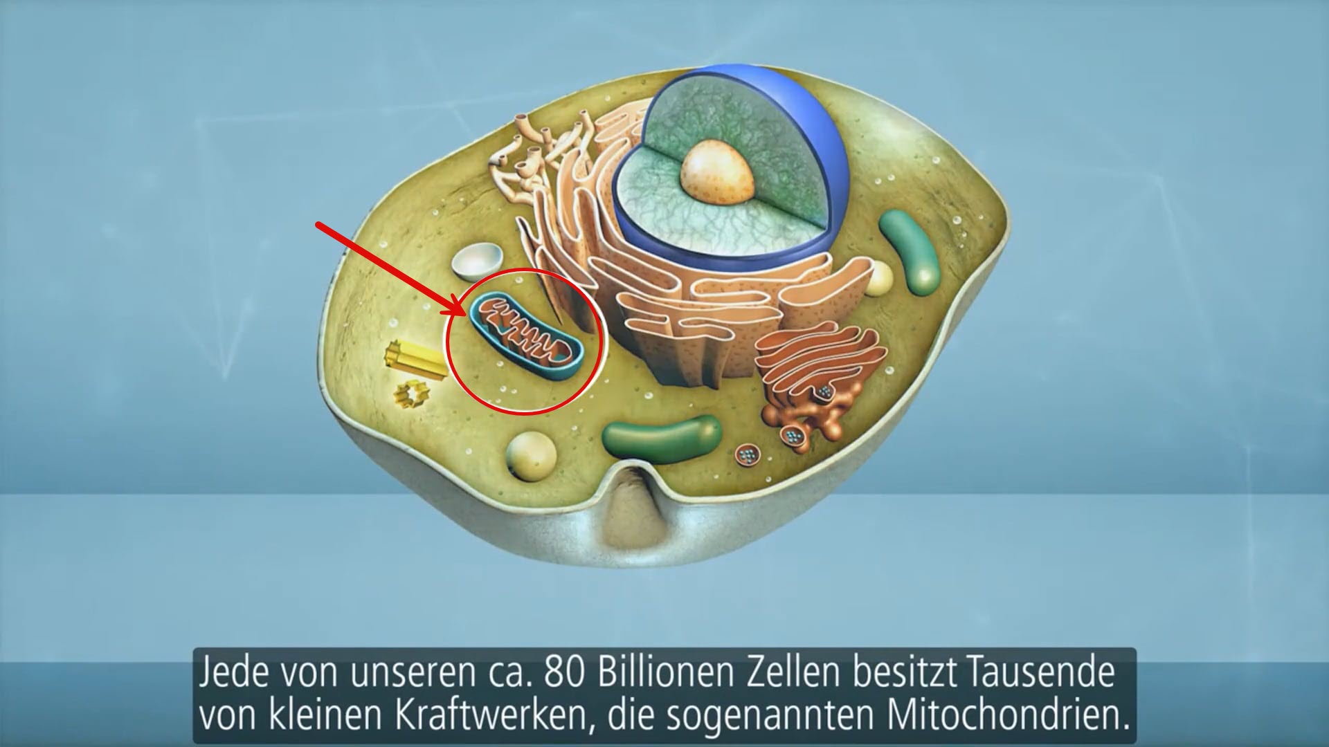 mitochondrien-ihht mitochondrium in der Zelle